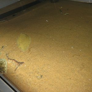 Fiskeri- og Søfartsmuseet - Mixed sand bottom tank