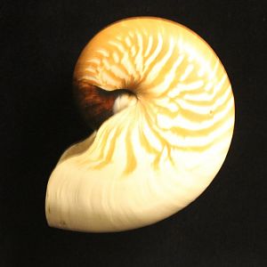 Nautilus