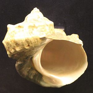 Shell