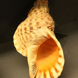 Shell