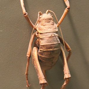 Cricket-species