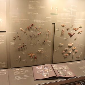 Insect-display