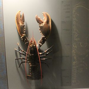 Lobster-species