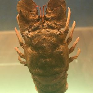 Crab / Lobster Species