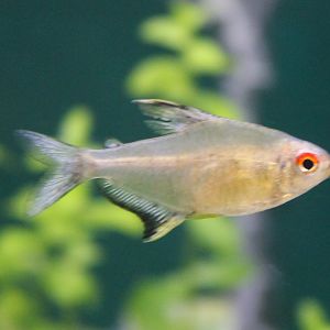 Hyphessobrycon pulchripinnis