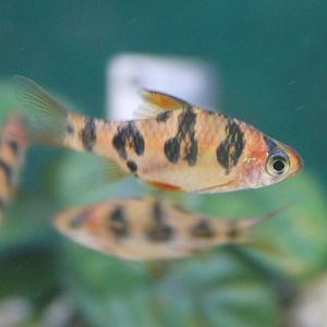 Barbus rhombocellatus