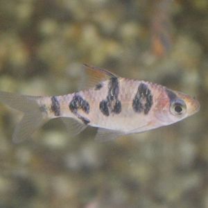 Barbus rhombocellatus