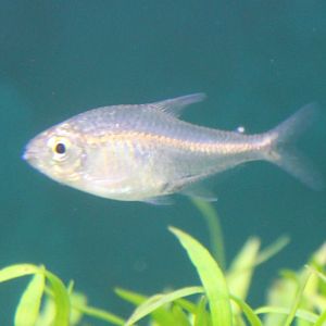 Hyphessobrycon saizi