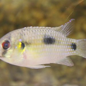 Anomalochromis thomasi