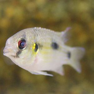 Anomalochromis thomasi