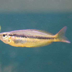 Melanotaenia trifasciata