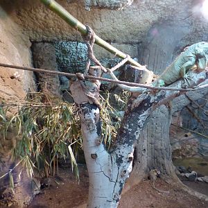 Indoor Common Marmoset and Green Iguana Enclosure