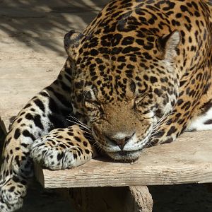Jaguar