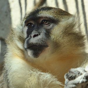 Golden-Bellied Mangabey