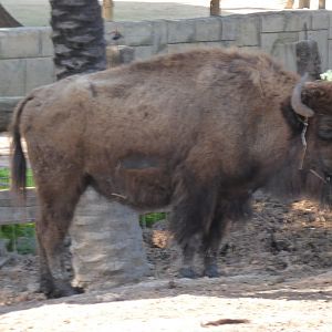 American Bison