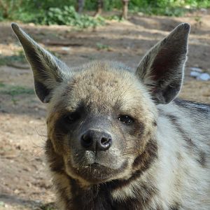 Striped Hyena