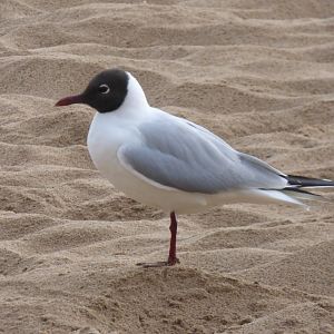 Black-Headed Gull