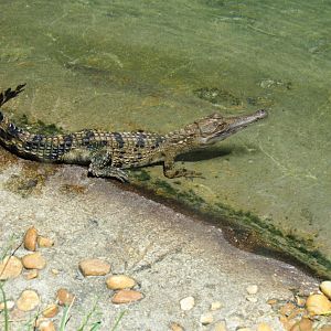 Juvenile slender-snouted crocodile