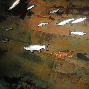 Fiskeri- og Søfartsmuseet - Mixed tank