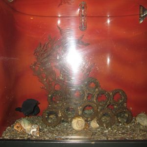 Fiskeri- og Søfartsmuseet - Forkbeard tank