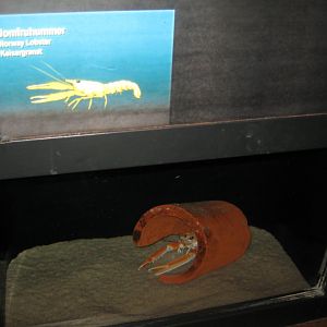 Fiskeri- og Søfartsmuseet - Norway lobster tank
