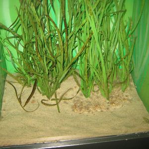 Fiskeri- og Søfartsmuseet - Mixed pipefish tank