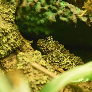 Mossy frog