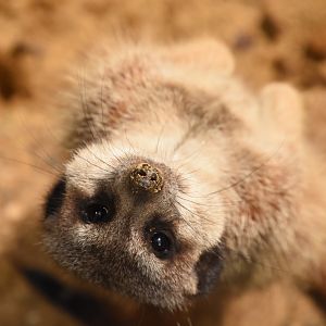 Slender-tailed meerkat