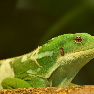 Fiji banded iguana