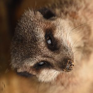 Slender-tailed meerkat; zombie mode