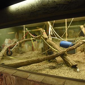 Chimpanzee indoor enclosure