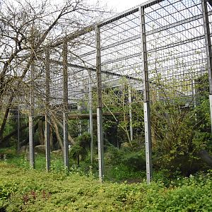 Leopard outdoor enclosure