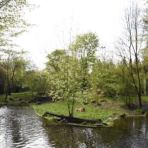 Tiger outdoor enclosure