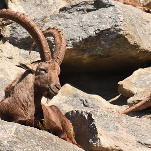 Alpine ibex