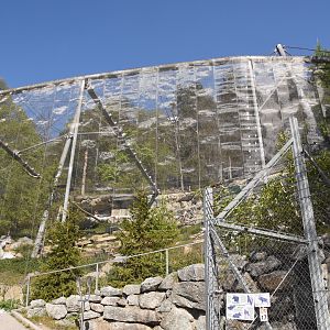 Bearded vulture aviary