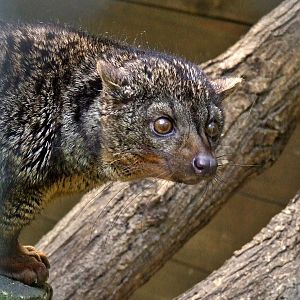 African palm civet