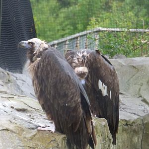 European Black Vultures in Old Condor Aviary/Europe on Edge 2.0