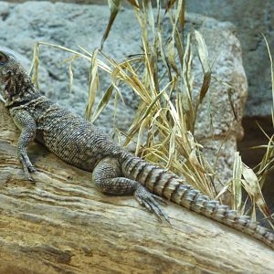 Madagascan Spiny-Tailed Iguana