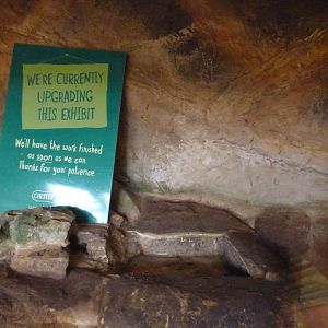 Former Parson's Chameleon Exhibit