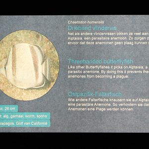 Sign Three-banded butterflyfish - Chaetodon humeralis