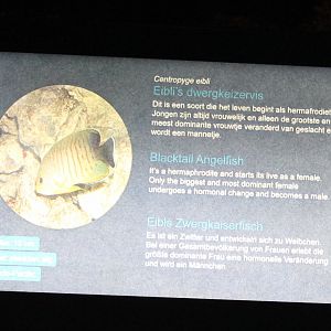 Sign Blacktail angelfish - Centropyge eibli