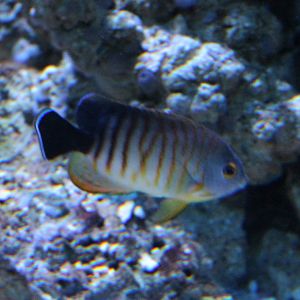Blacktail angelfish - Centropyge eibli