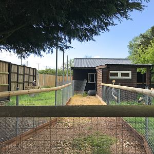 Future exhibit - flamingos etc. (construction progress) : Hamerton : 14 May 2017