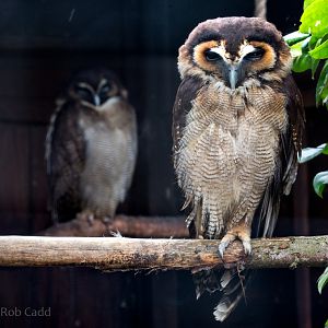 Brown wood-owl : Hamerton : 14 May 2017