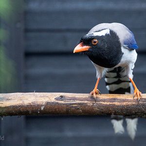 Red-billed blue magpie : Hamerton : 14 May 2017