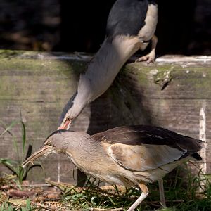 Little bittern : Hamerton : 14 May 2017