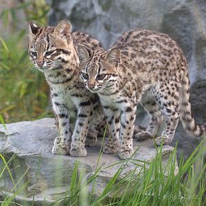 Oncilla : Hamerton : 14 May 2017