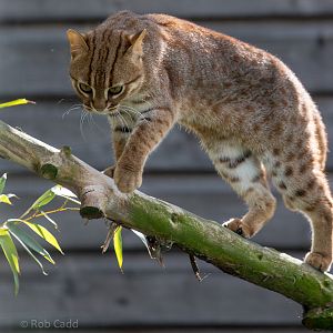 Rusty-spotted cat : Hamerton : 14 May 2017