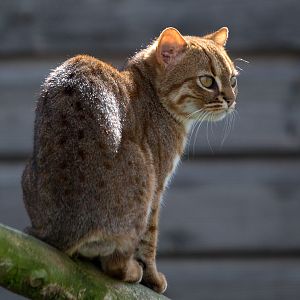Rusty-spotted cat : Hamerton : 14 May 2017