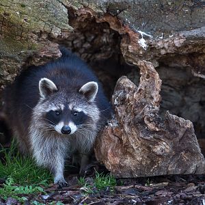 Northern raccoon : Hamerton : 14 May 2017